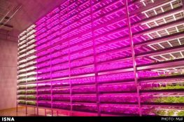 پرورش کاهو با استفاده از لامپ رشد گیاه 3 1988 th4 263x174 - پرورش کاهو با استفاده از لامپ رشد گیاه