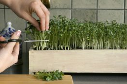 پرورش ریزسبز ها با لامپ رشد گیاه harvest microgreen 263x174 - پرورش ریزسبز ها با لامپ رشد گیاه