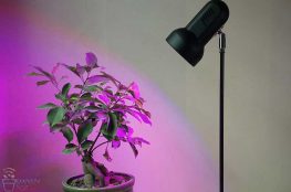 ۳ راه بهینه سازی پرورش گیاهان زینتی با لامپ رشد گیاه nur7 263x174 - ۳ راه بهینه سازی پرورش گیاهان زینتی با لامپ رشد گیاه