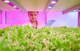 کنترل سطوح نیترات در سبزیجات برگ دار توسط لامپ رشد گیاه control nitrate levels LED grow light 263x168 - کنترل سطوح نیترات در سبزیجات برگ دار توسط لامپ رشد گیاه